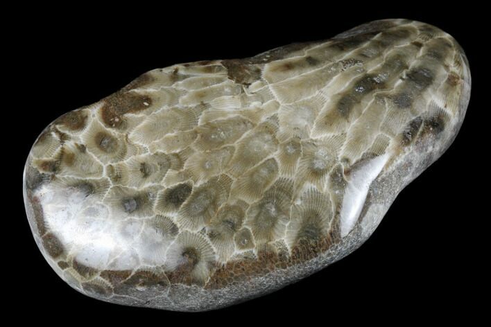 Polished Petoskey Stone (Fossil Coral) - Michigan #177193